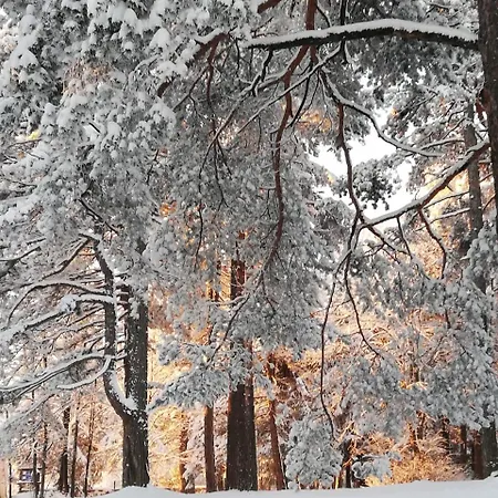 Wood * Zlatibor